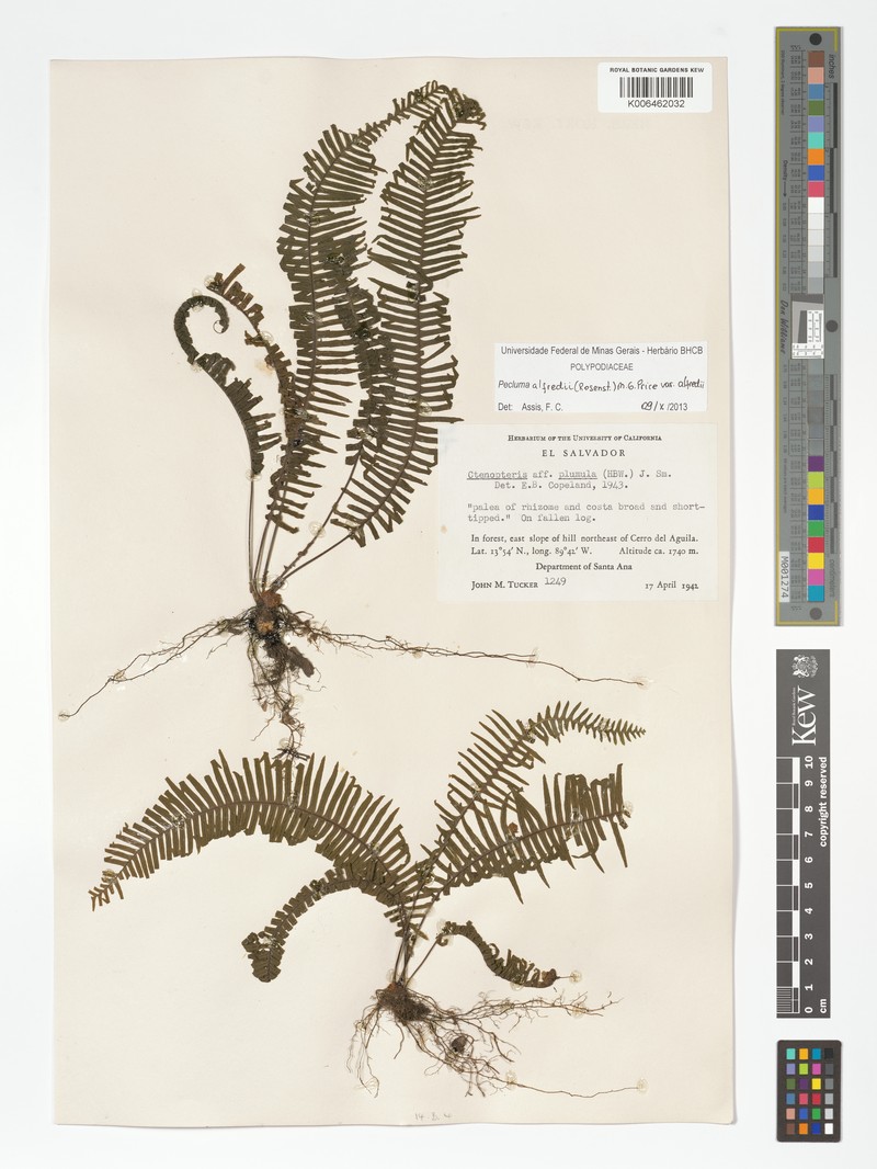 Pecluma alfredii var. alfredii