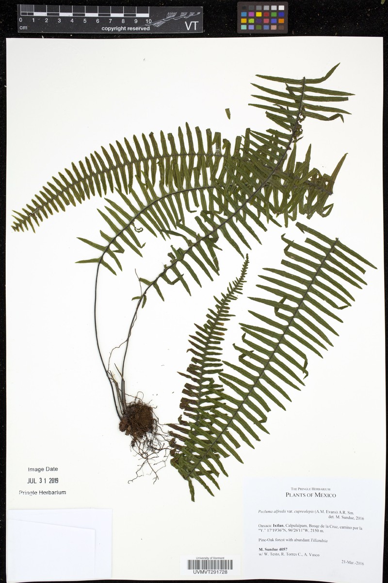 Pecluma alfredii var. cupreolepis