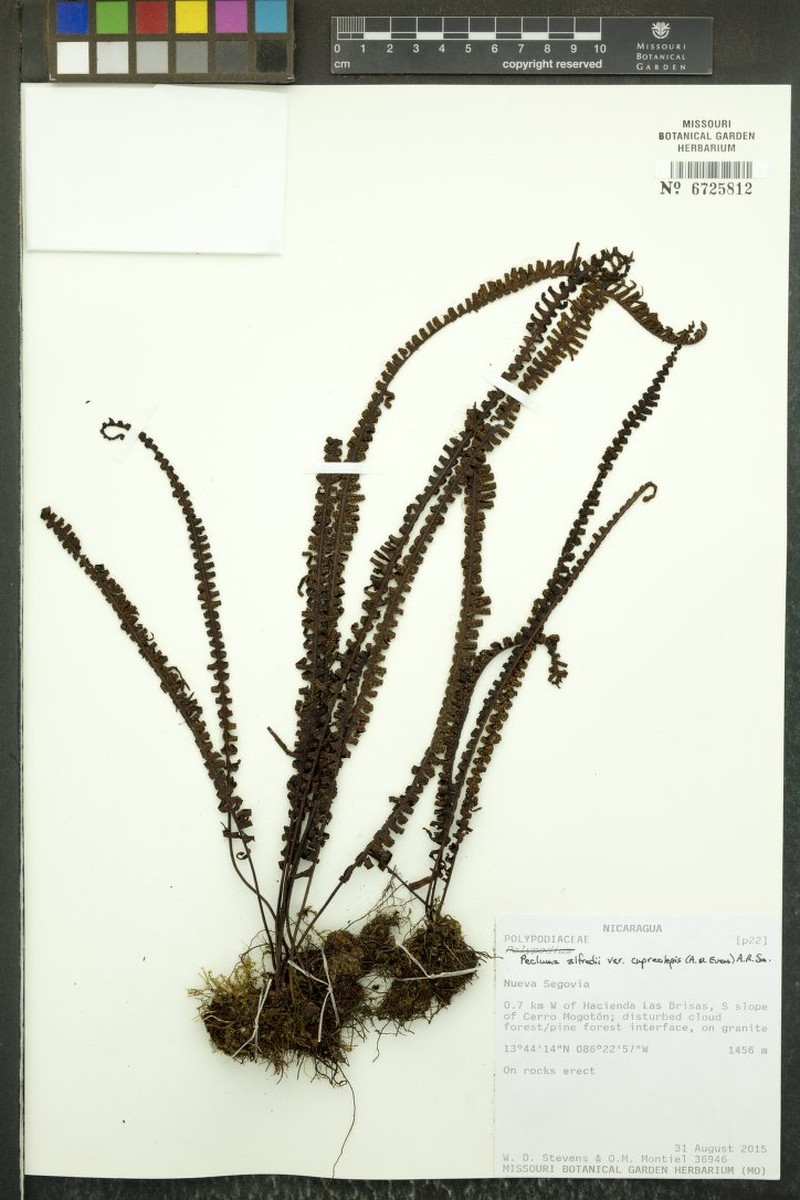 Pecluma alfredii var. cupreolepis photo 2