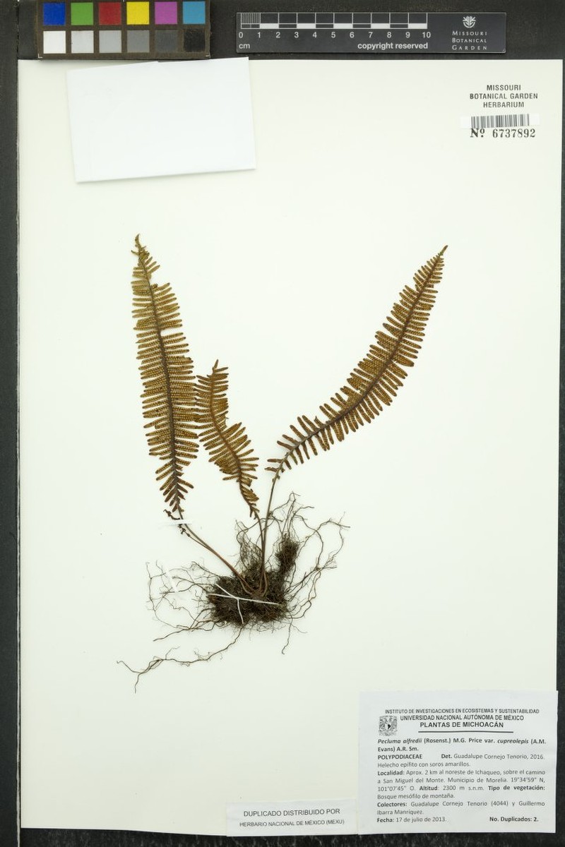 Pecluma alfredii var. cupreolepis photo 3