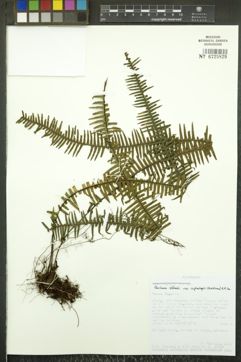 Pecluma alfredii var. cupreolepis photo 4