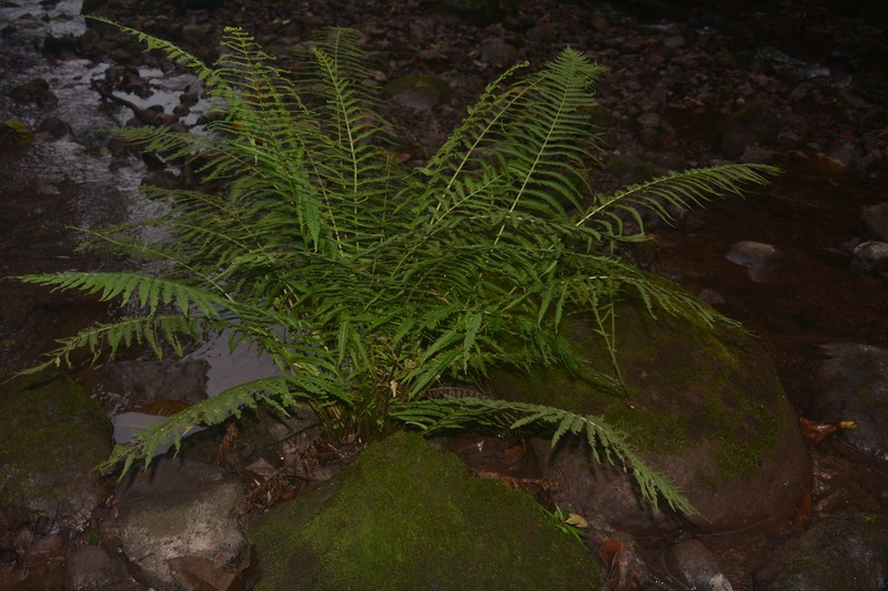 Pecluma atra
