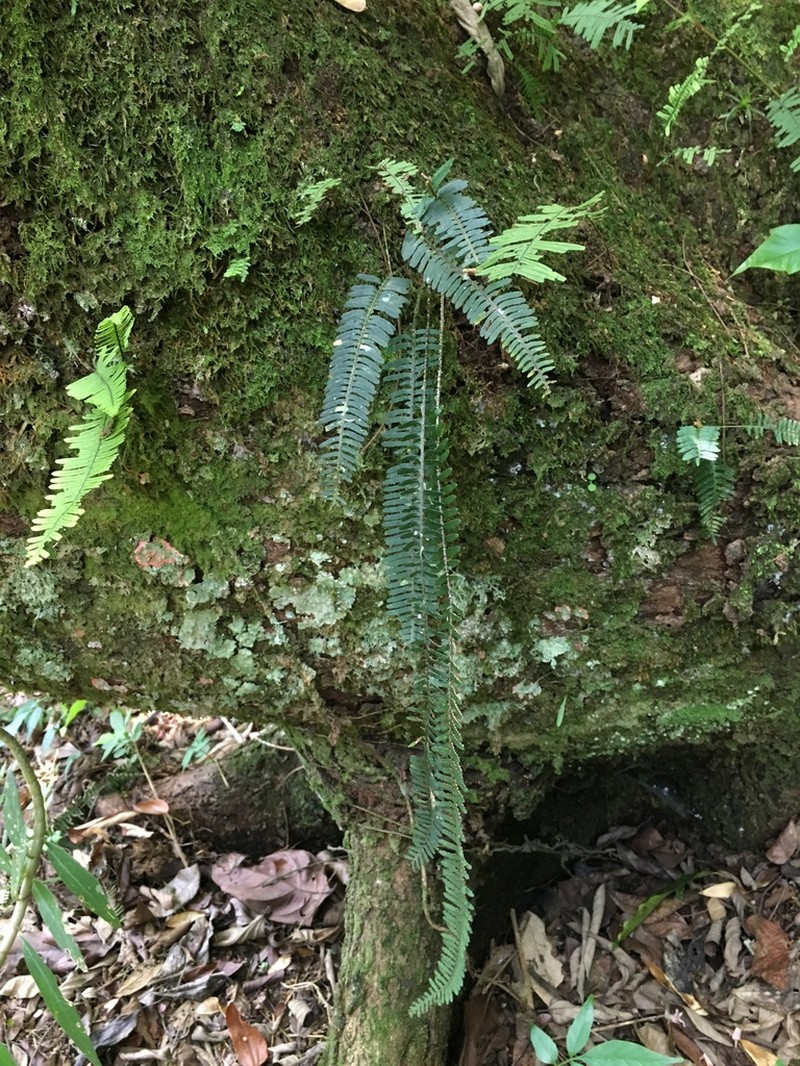Pecluma atra photo 2