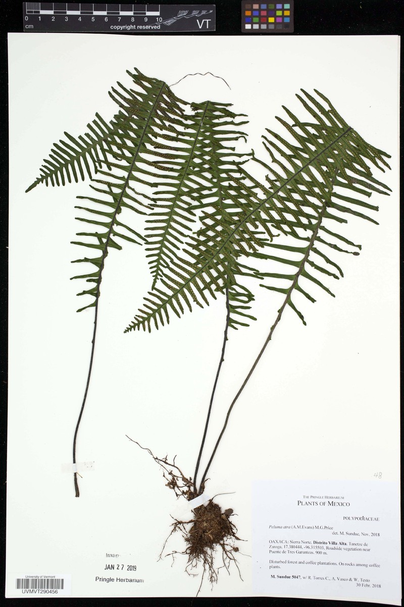 Pecluma atra photo 3