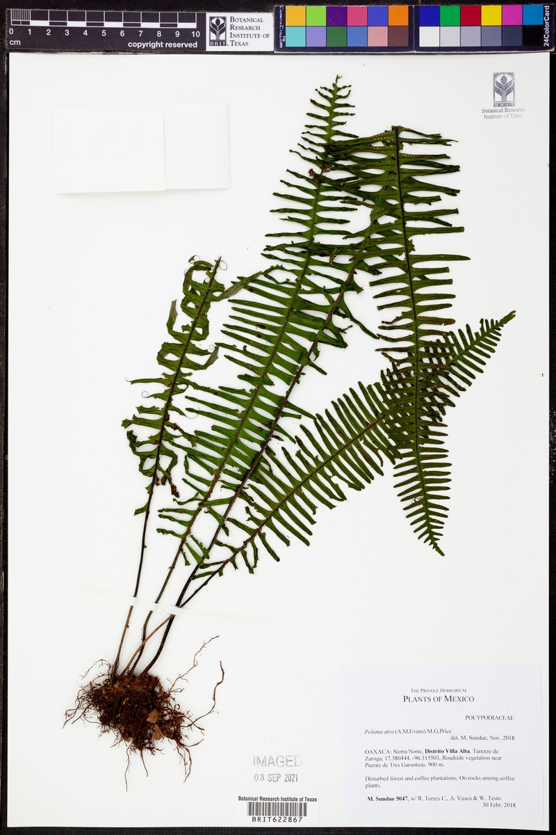 Pecluma atra photo 4