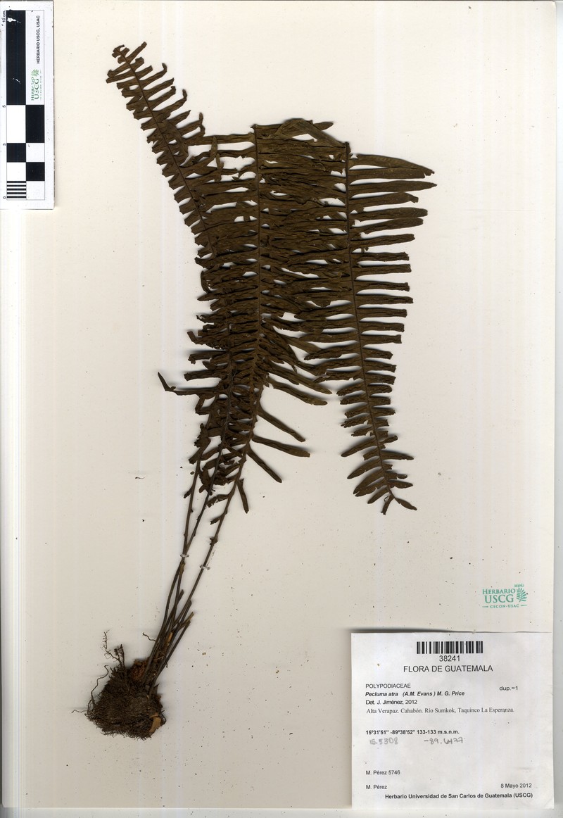 Pecluma atra photo 5