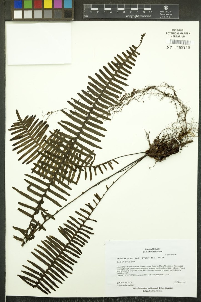 Pecluma atra photo 6