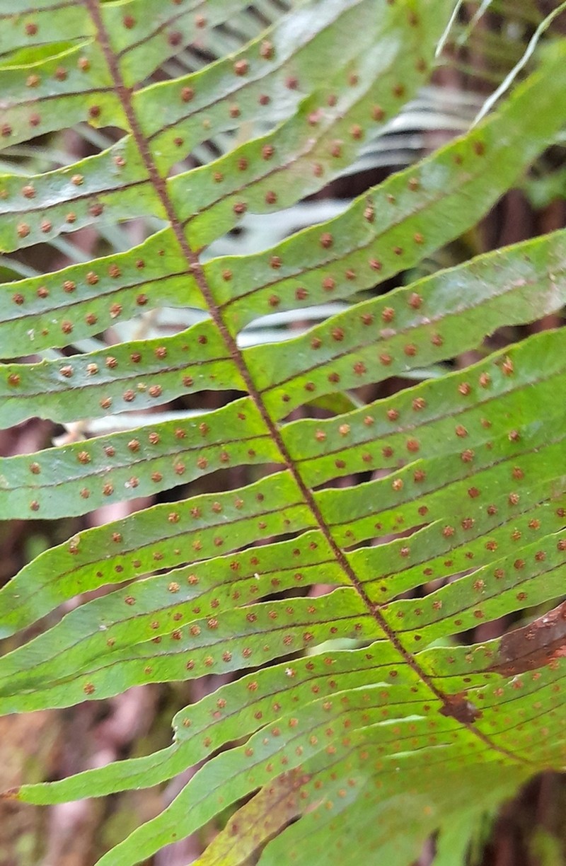 Pecluma barituensis