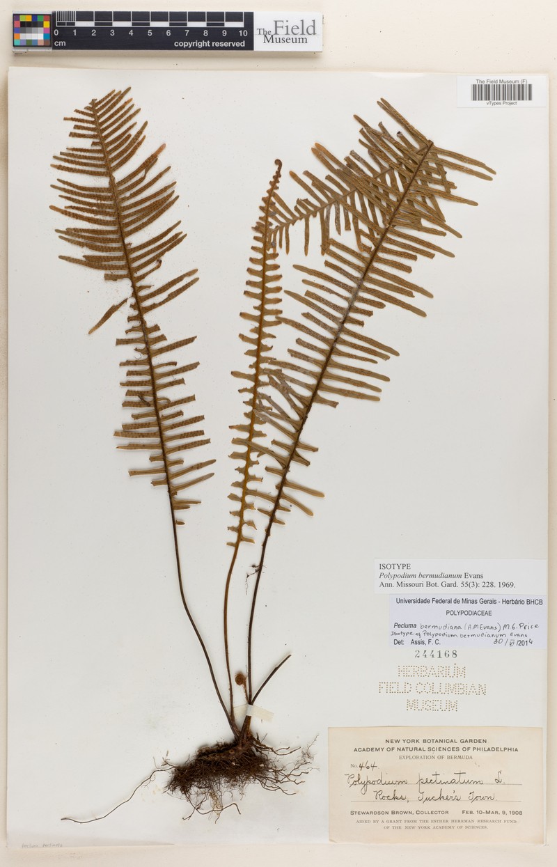 Pecluma bermudiana