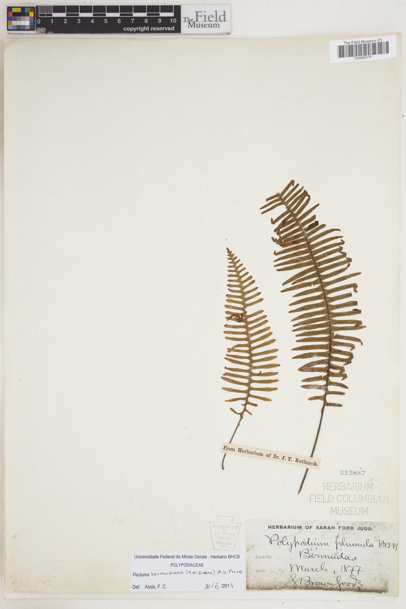 Pecluma bermudiana photo 2