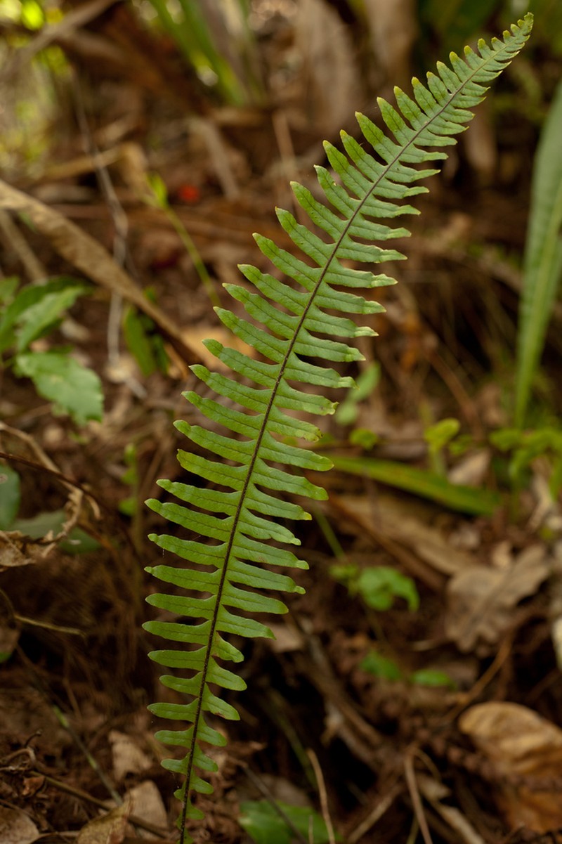 Pecluma bourgeauana