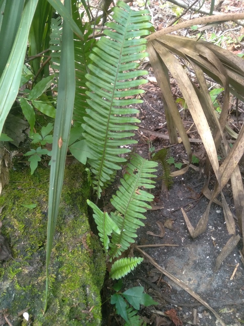 Pecluma bourgeauana photo 3