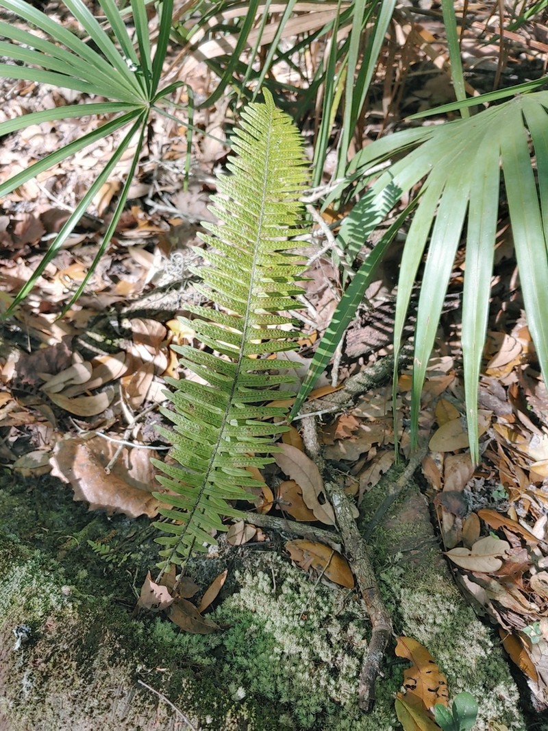Pecluma bourgeauana photo 8