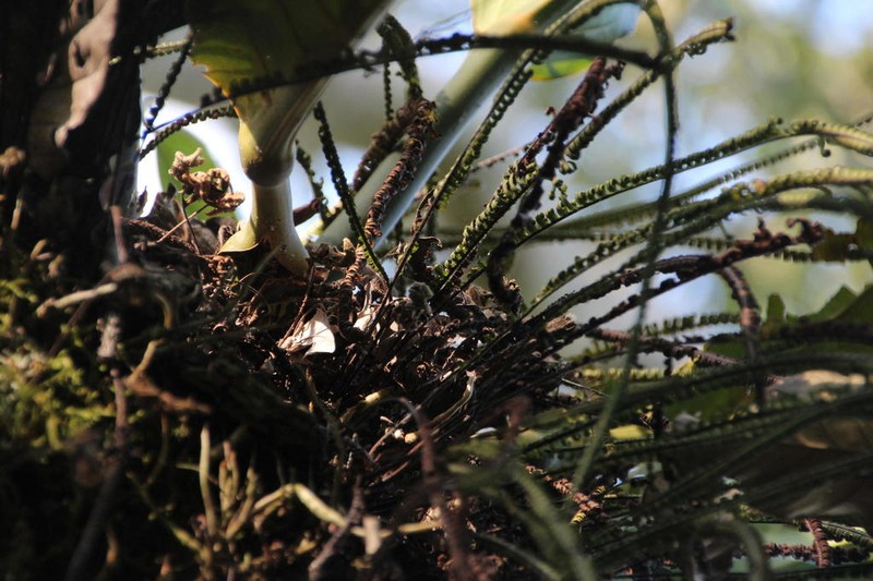 Colombian Rockcap Fern