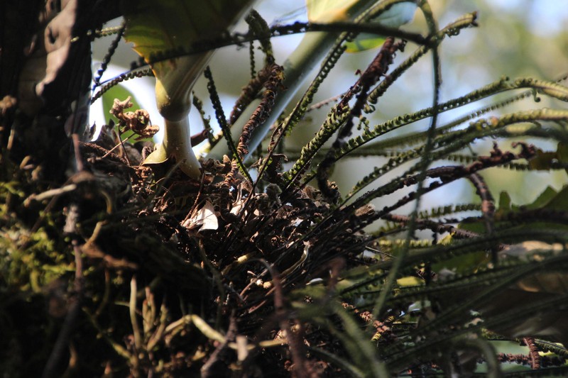Colombian Rockcap Fern photo 2