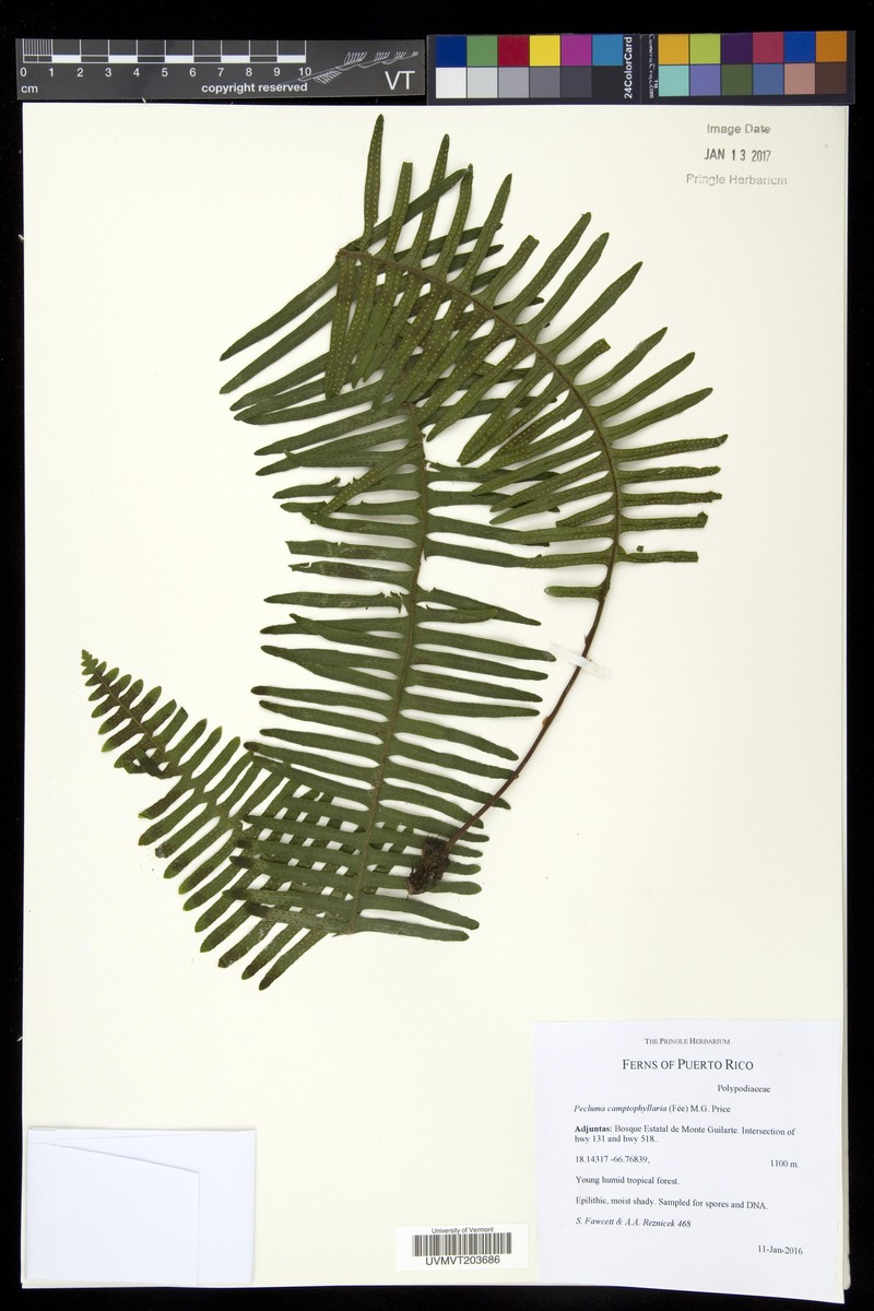 Colombian Rockcap Fern photo 4