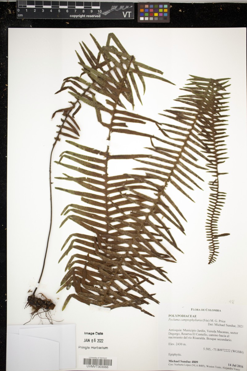 Colombian Rockcap Fern photo 5