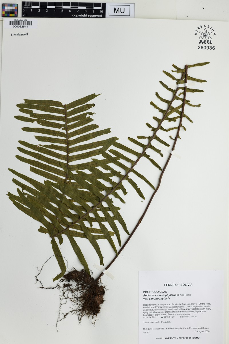 Pecluma camptophyllaria var. camptophyllaria