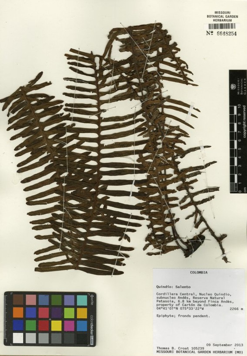 Pecluma camptophyllaria var. lachnifera