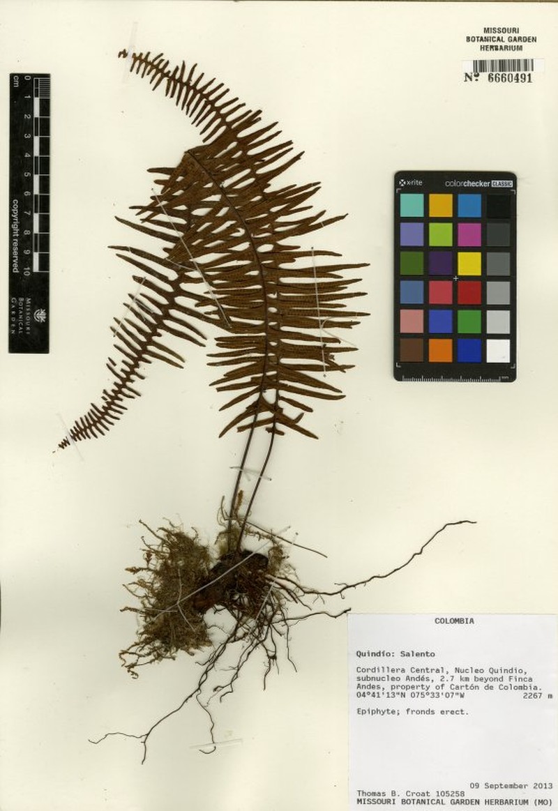 Pecluma camptophyllaria var. lachnifera photo 2