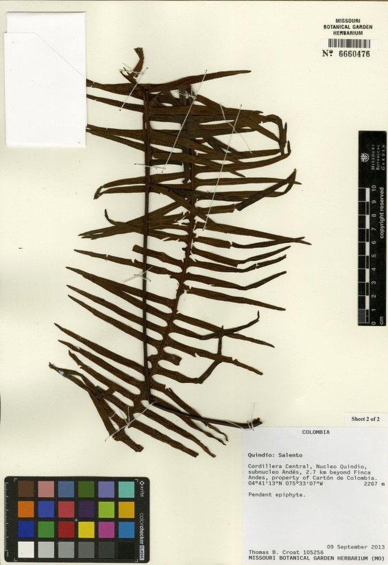 Pecluma camptophyllaria var. lachnifera photo 3