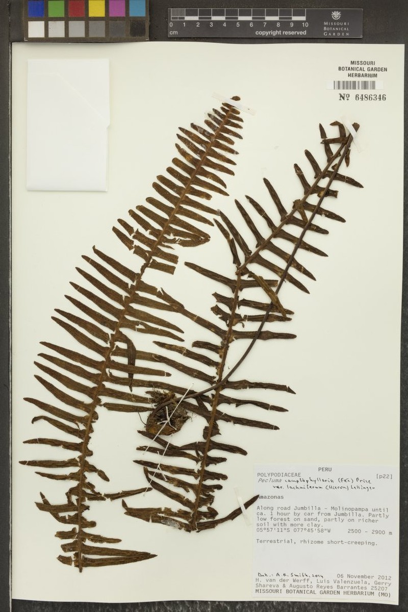 Pecluma camptophyllaria var. lachnifera photo 4