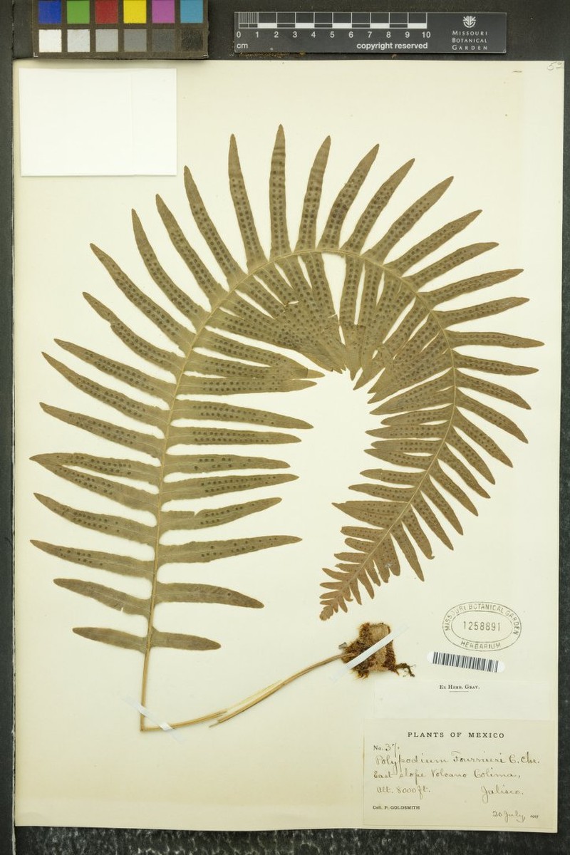 Pecluma chiapensis