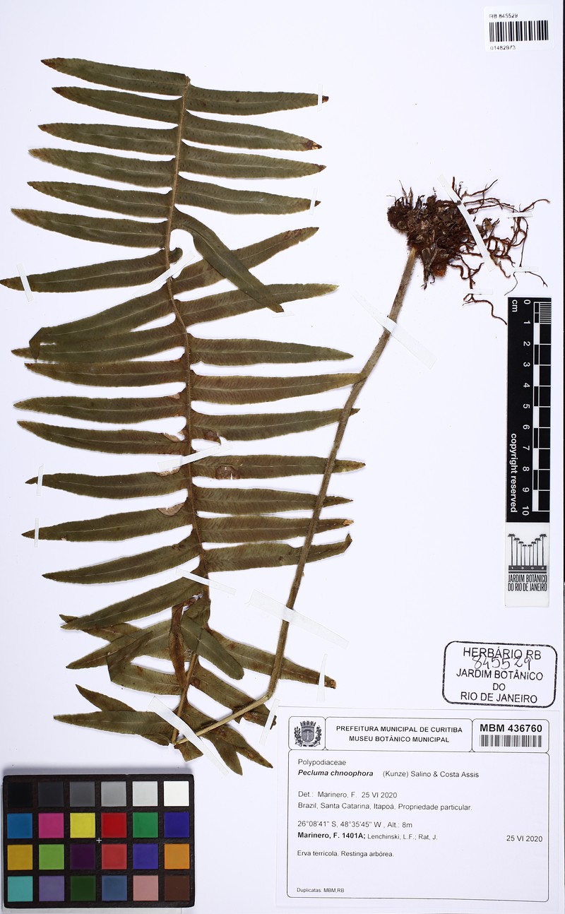 Pecluma chnoophora