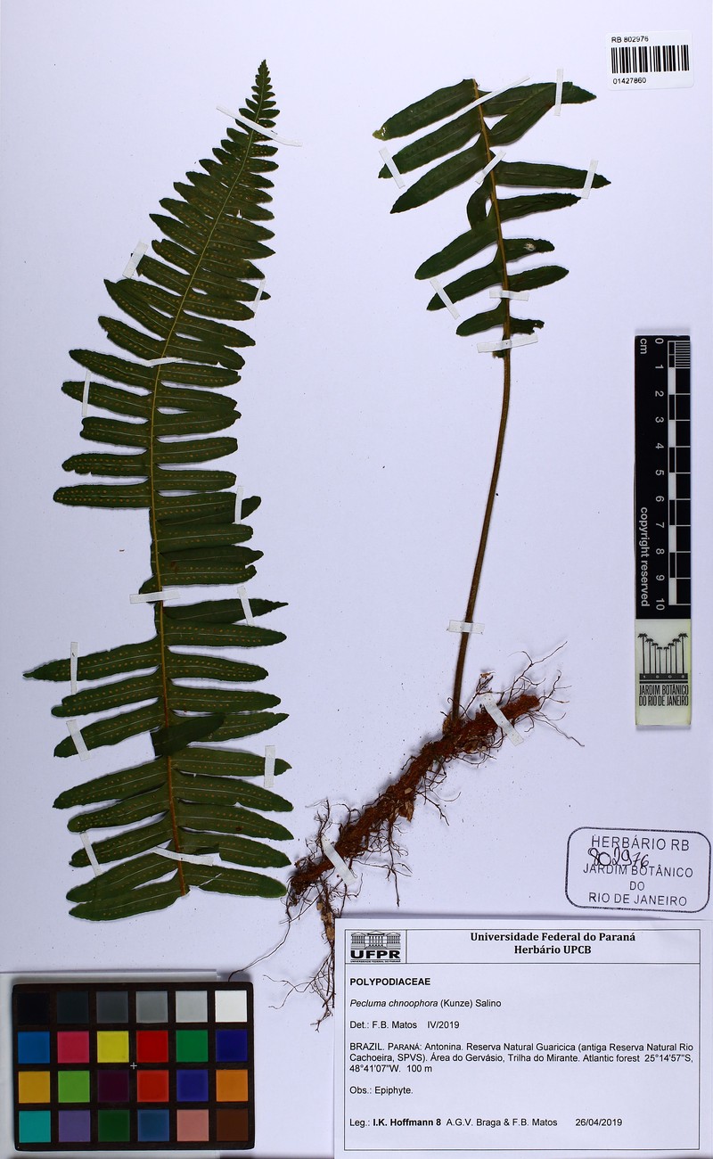 Pecluma chnoophora photo 2