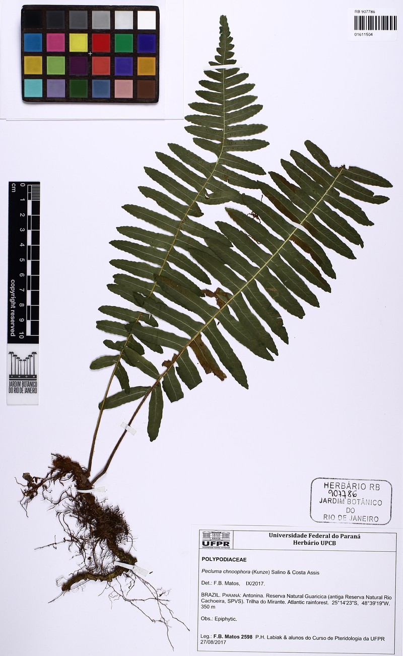 Pecluma chnoophora photo 3