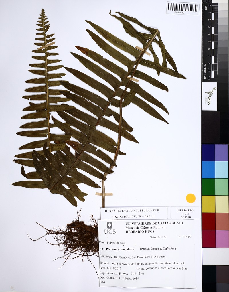Pecluma chnoophora photo 4