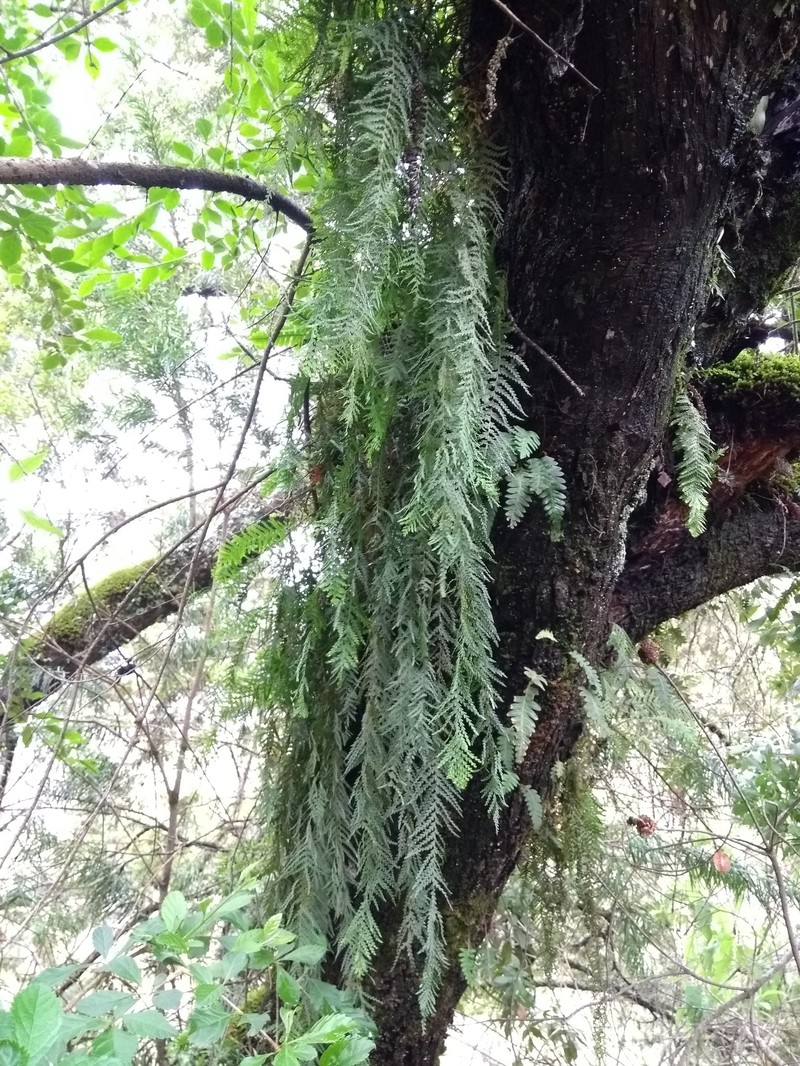 Pecluma choquetangensis photo 2