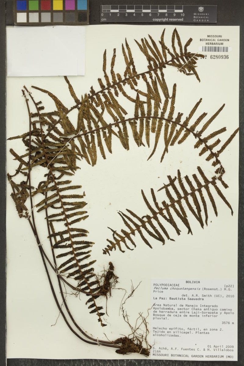 Pecluma choquetangensis photo 3