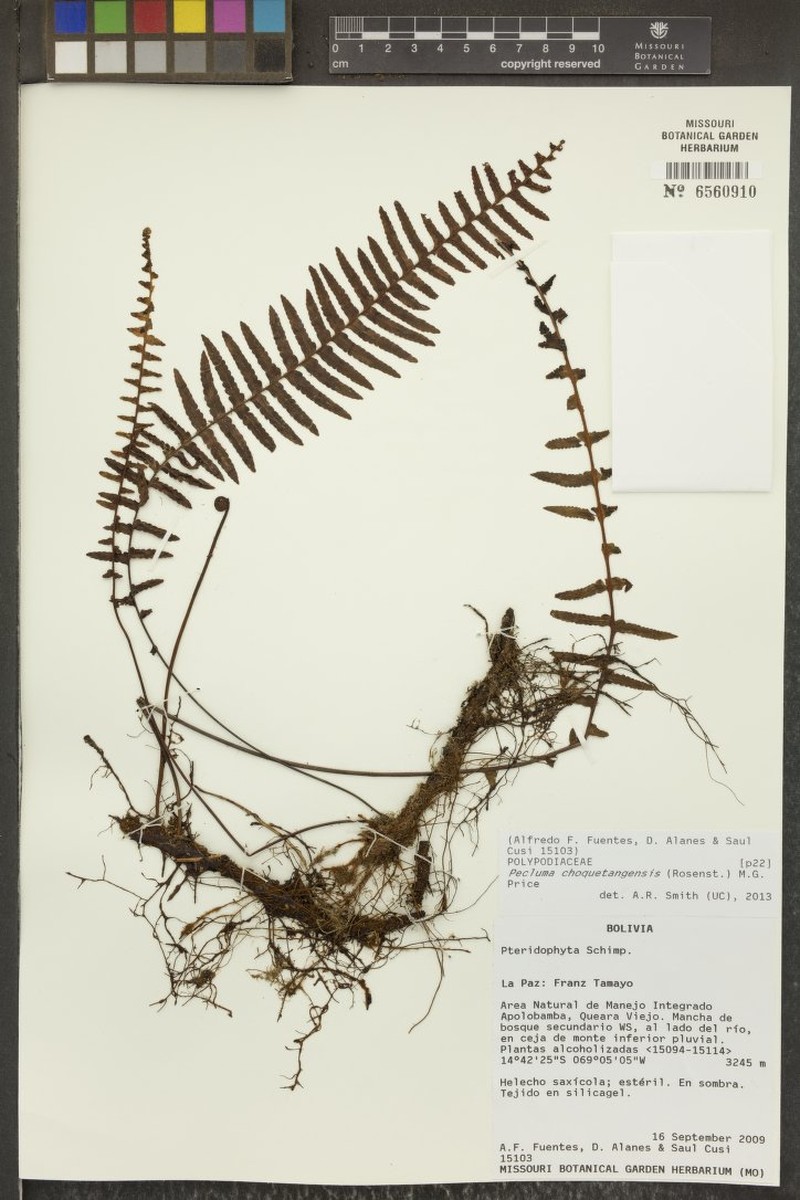 Pecluma choquetangensis photo 4