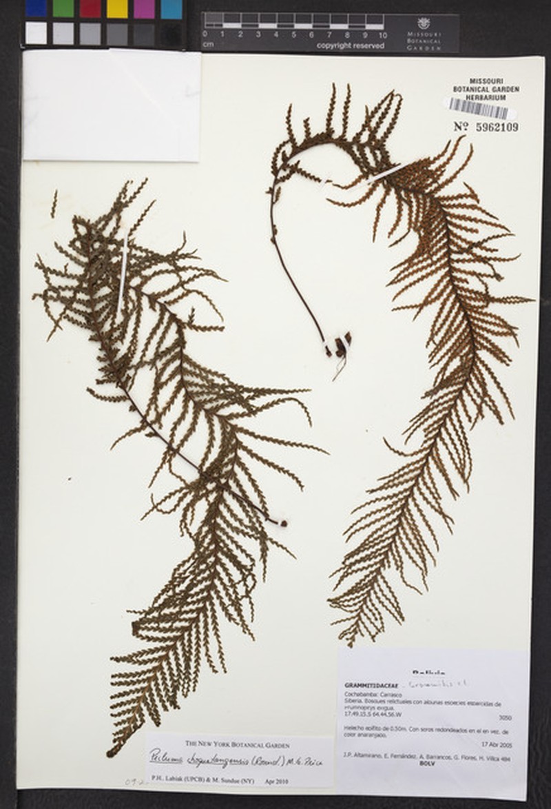 Pecluma choquetangensis photo 5