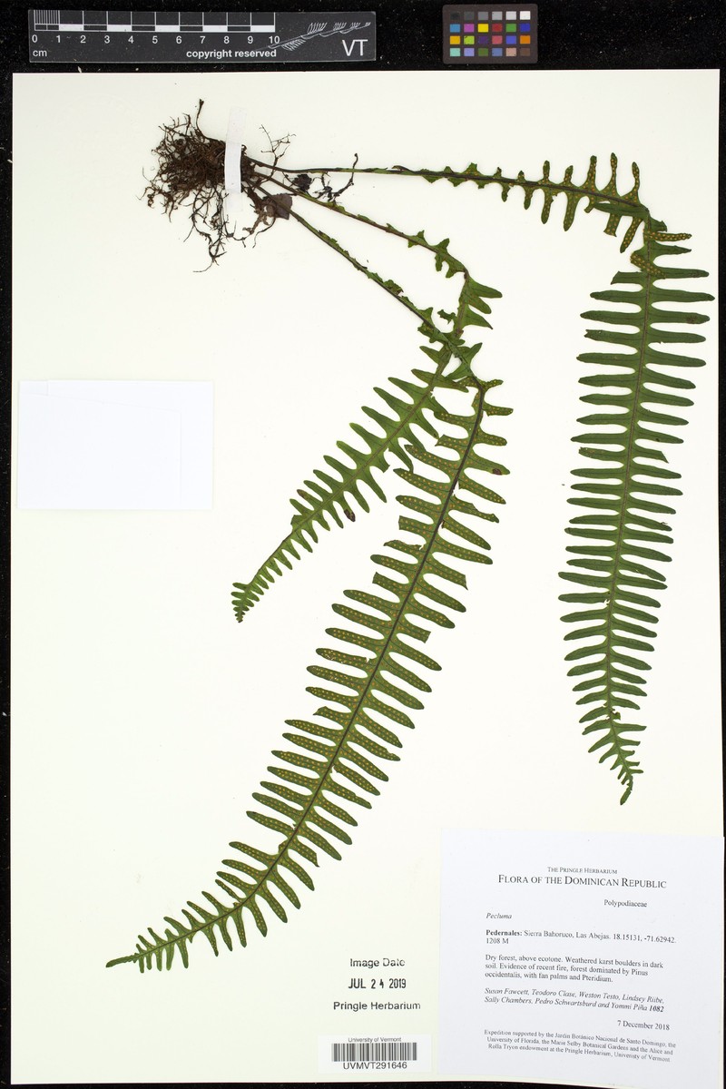 Montane Rockcap Fern