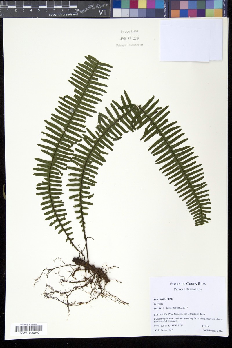 Montane Rockcap Fern photo 2