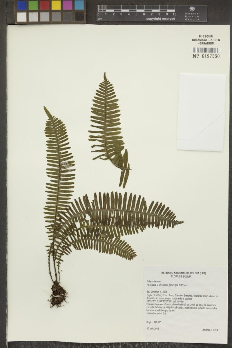 Montane Rockcap Fern photo 3