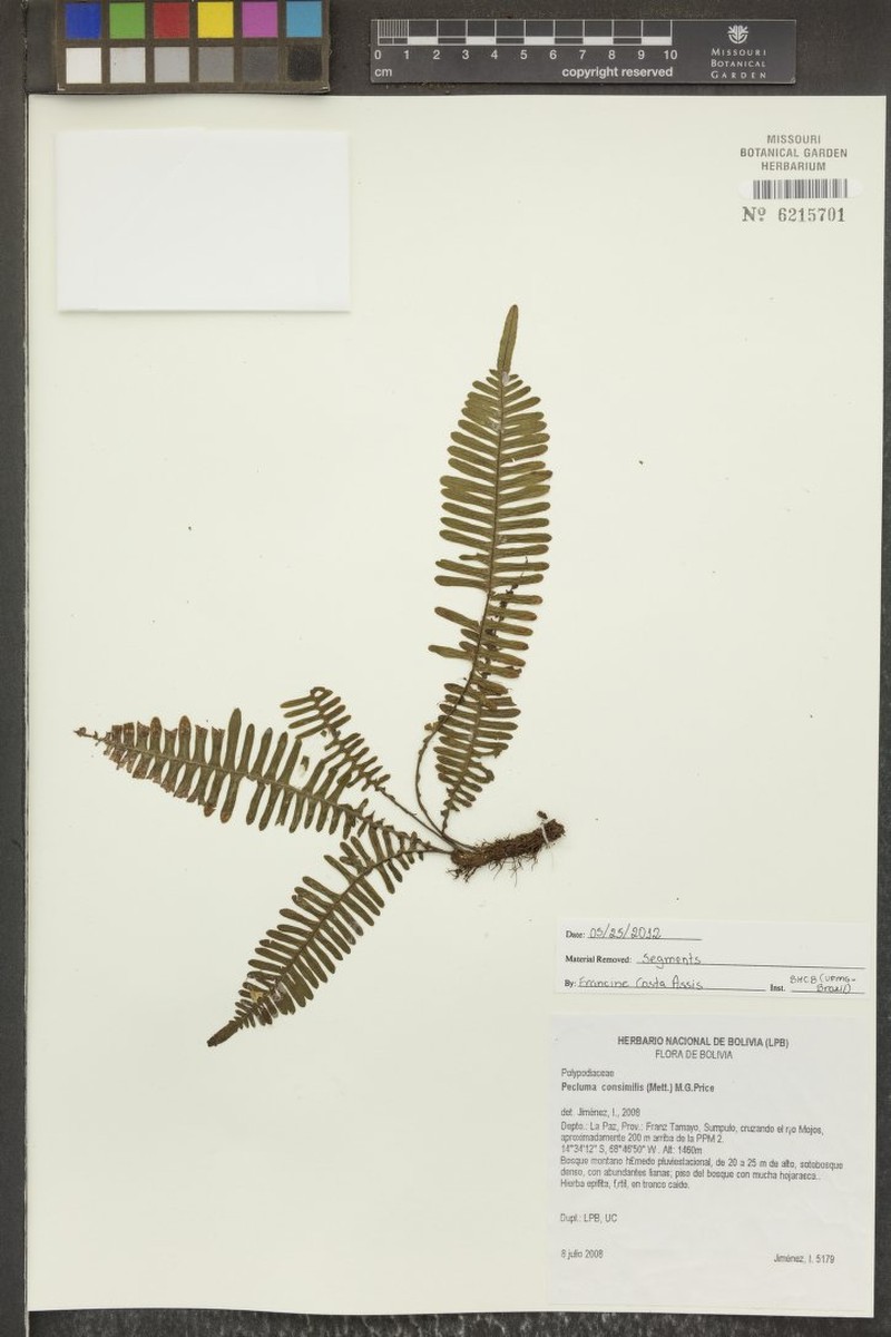 Montane Rockcap Fern photo 4