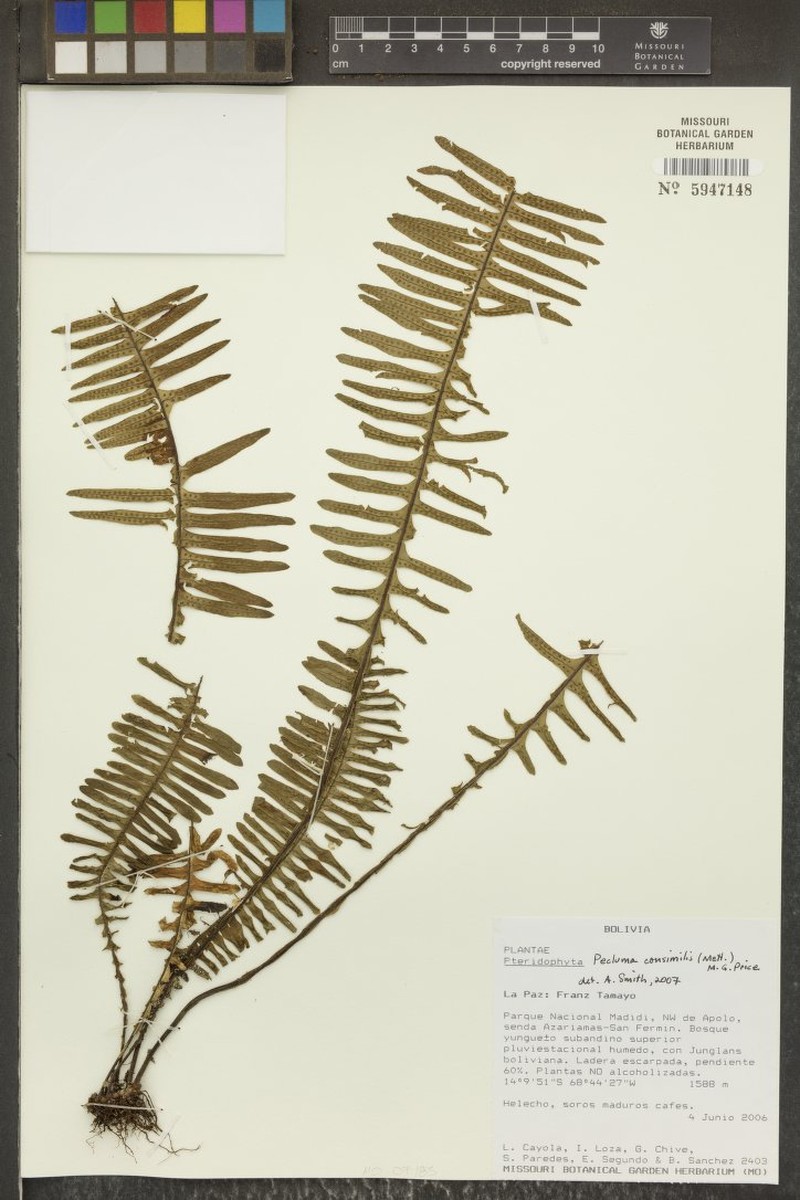 Montane Rockcap Fern photo 5