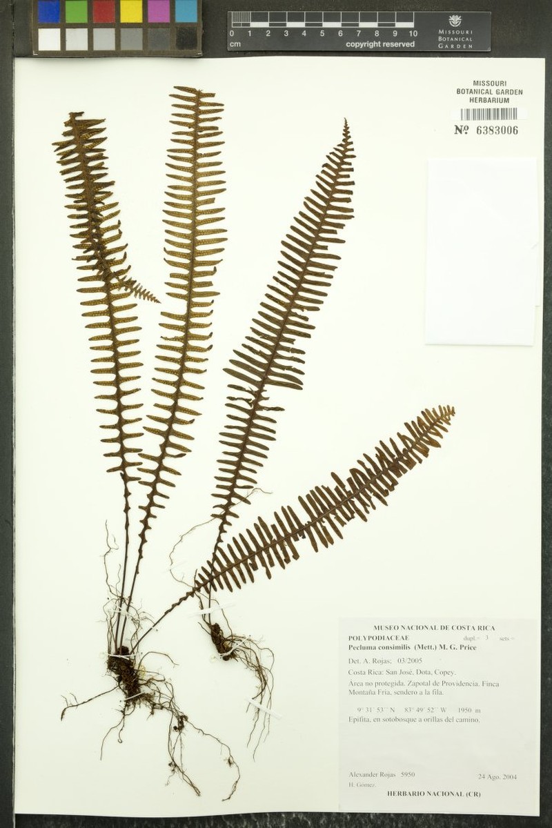 Montane Rockcap Fern photo 6
