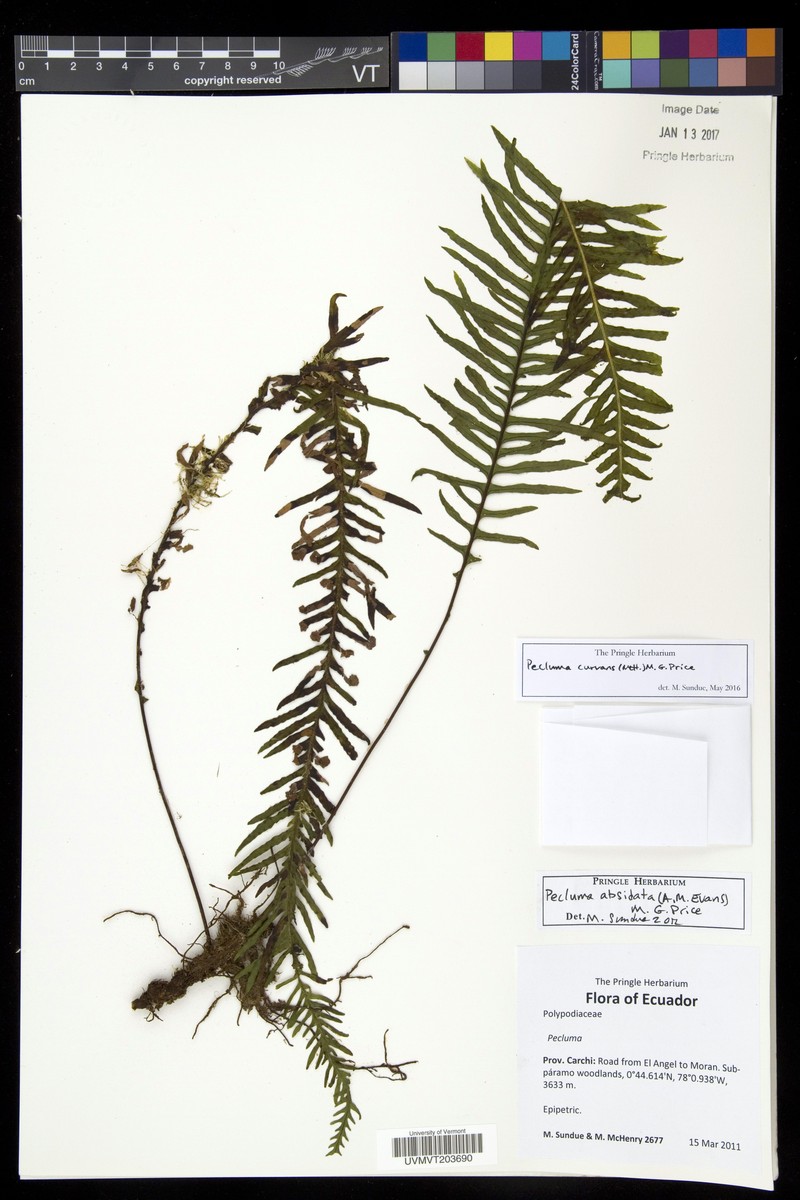 Pecluma curvans