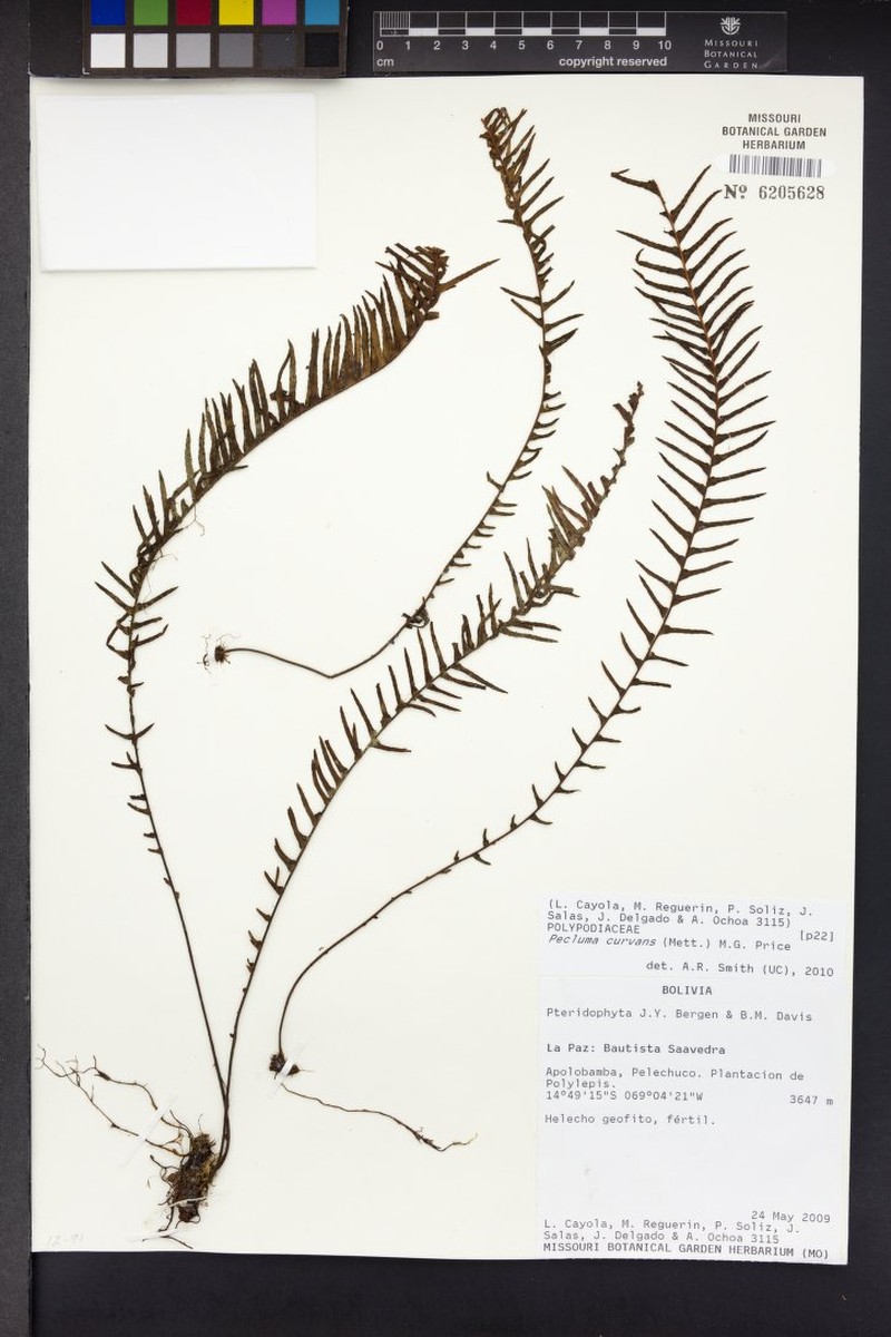 Pecluma curvans photo 2