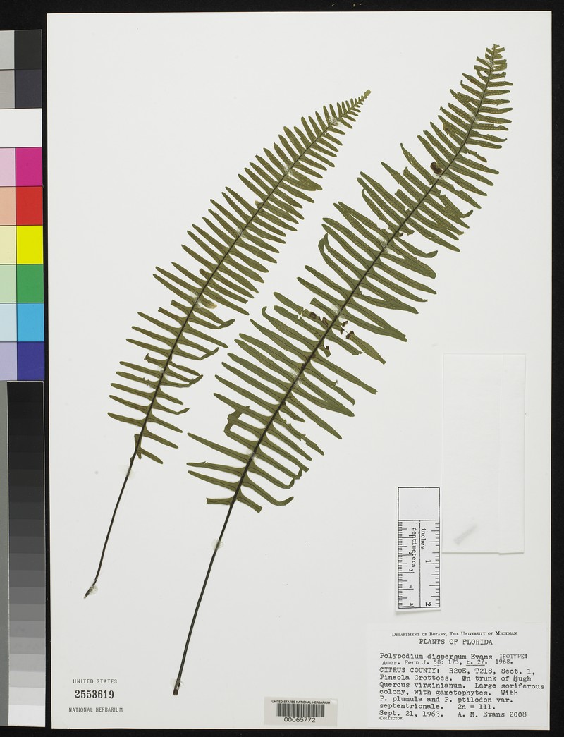 Widespread Rockcap Fern