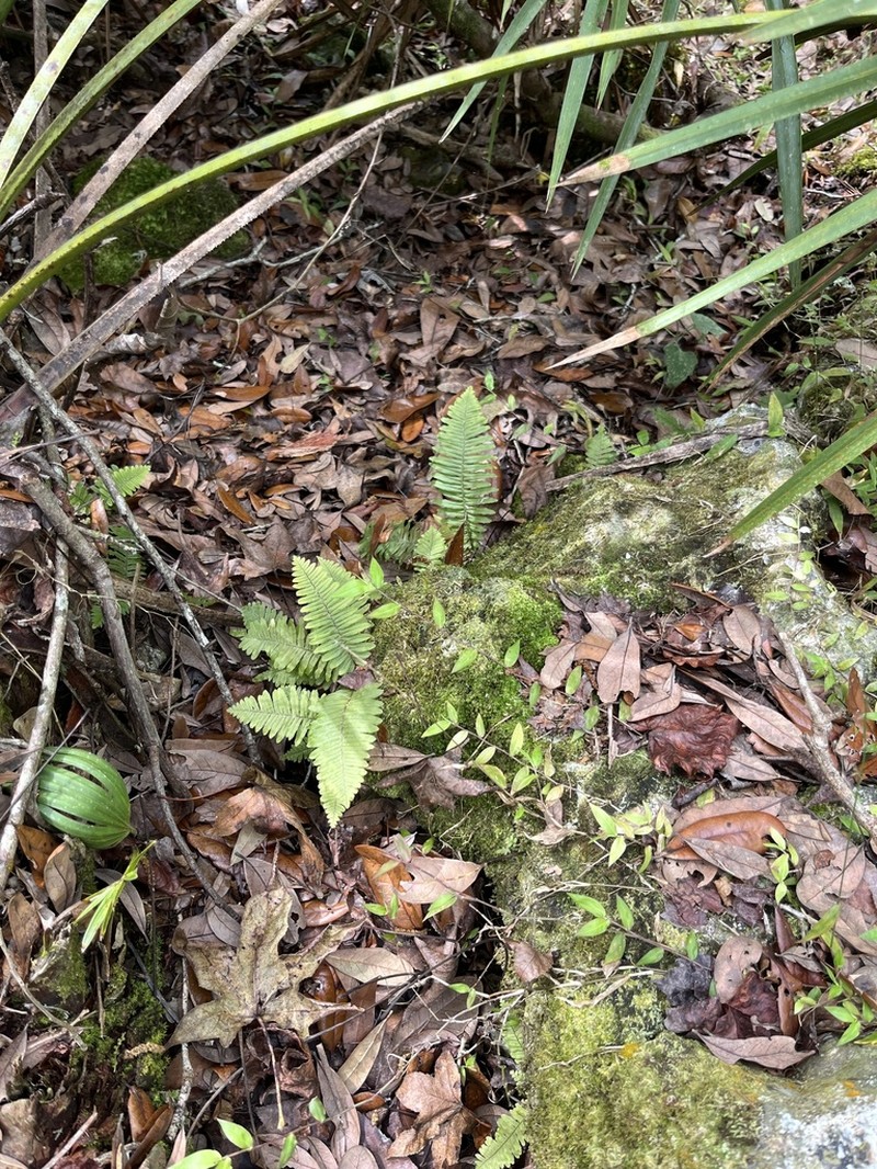 Widespread Rockcap Fern