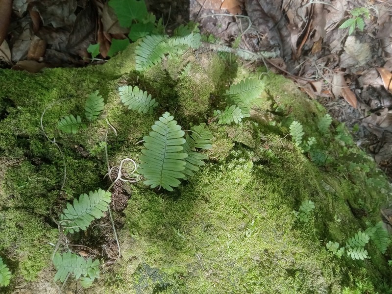 Widespread Rockcap Fern photo 2