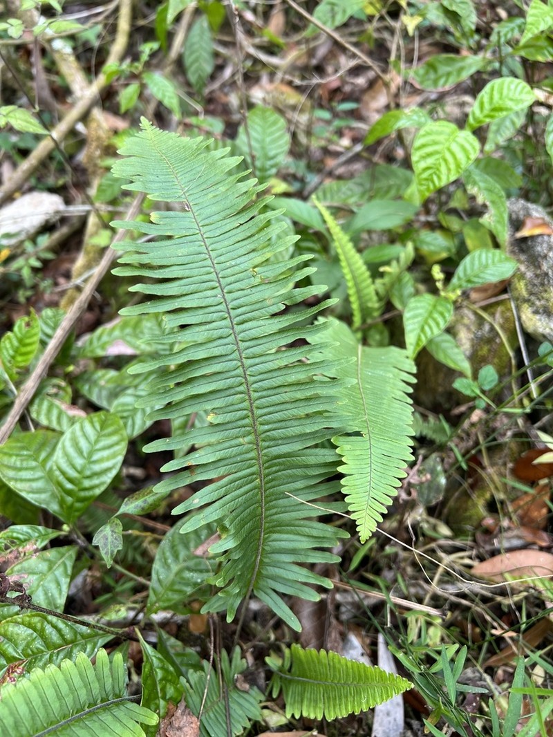 Widespread Rockcap Fern photo 3