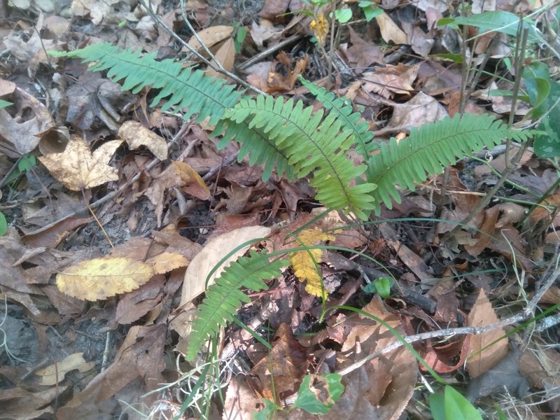 Widespread Rockcap Fern photo 4