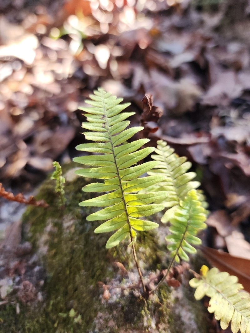 Widespread Rockcap Fern photo 5