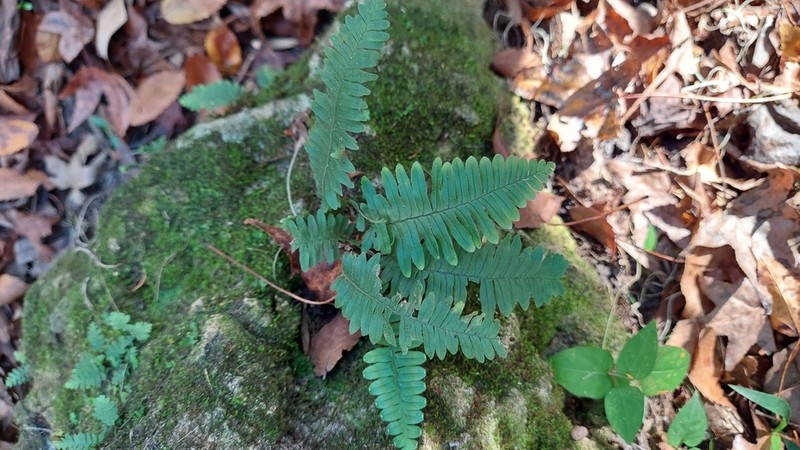 Widespread Rockcap Fern photo 6